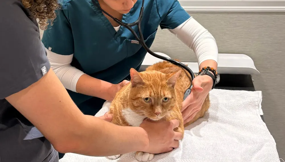 Gato naranja auscultado por una veterinaria en una clínica, durante la revisión de un hipertiroidismo felino (foto: Ali Merchant, Pexels)